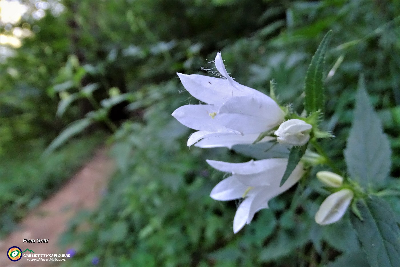20 Bel sentiero nel bosco in lieve saliscendi, con  Campanula selvatica bianca (Campanula trachelium).JPG